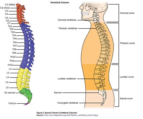 spiné|spine vs spinal cord.